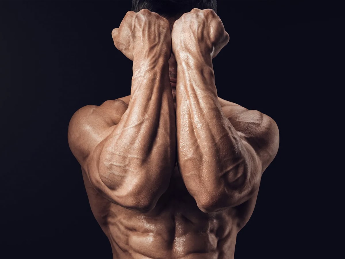 Forearms